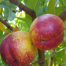Load image into Gallery viewer, Seconds Nectarines 5kg