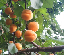 Load image into Gallery viewer, 3.5 kg Premium Perriam Orchard Super Mac Apricots – Pre-Order