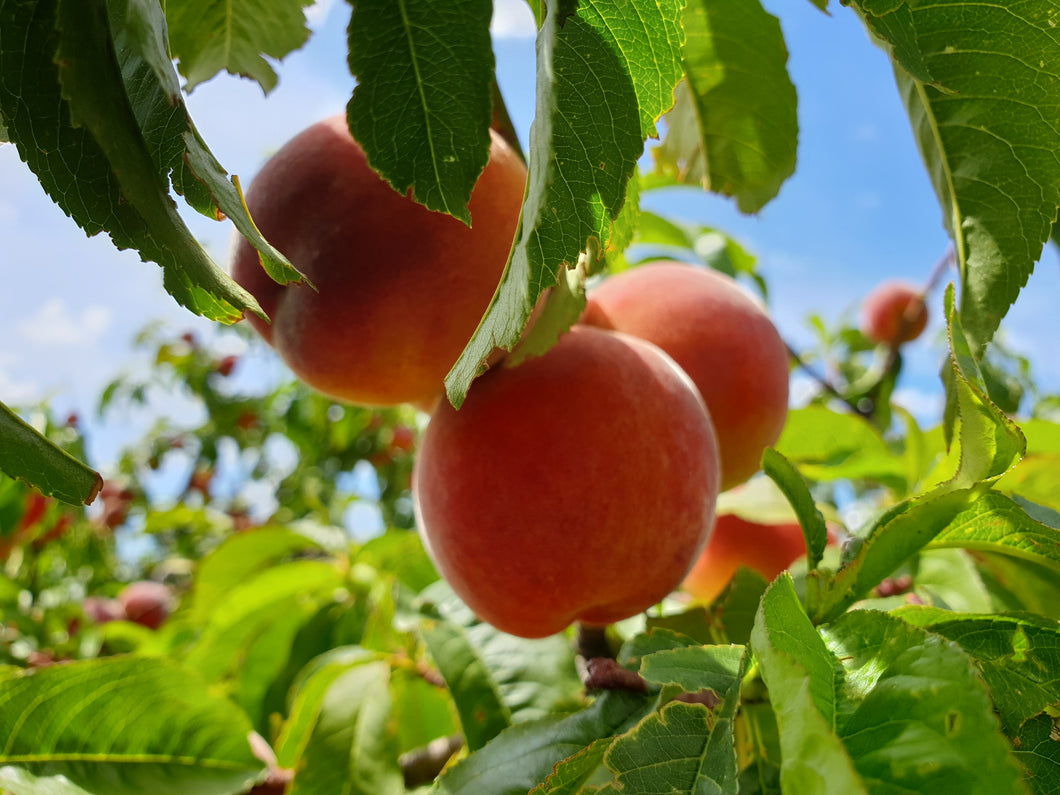 5 KG Peaches