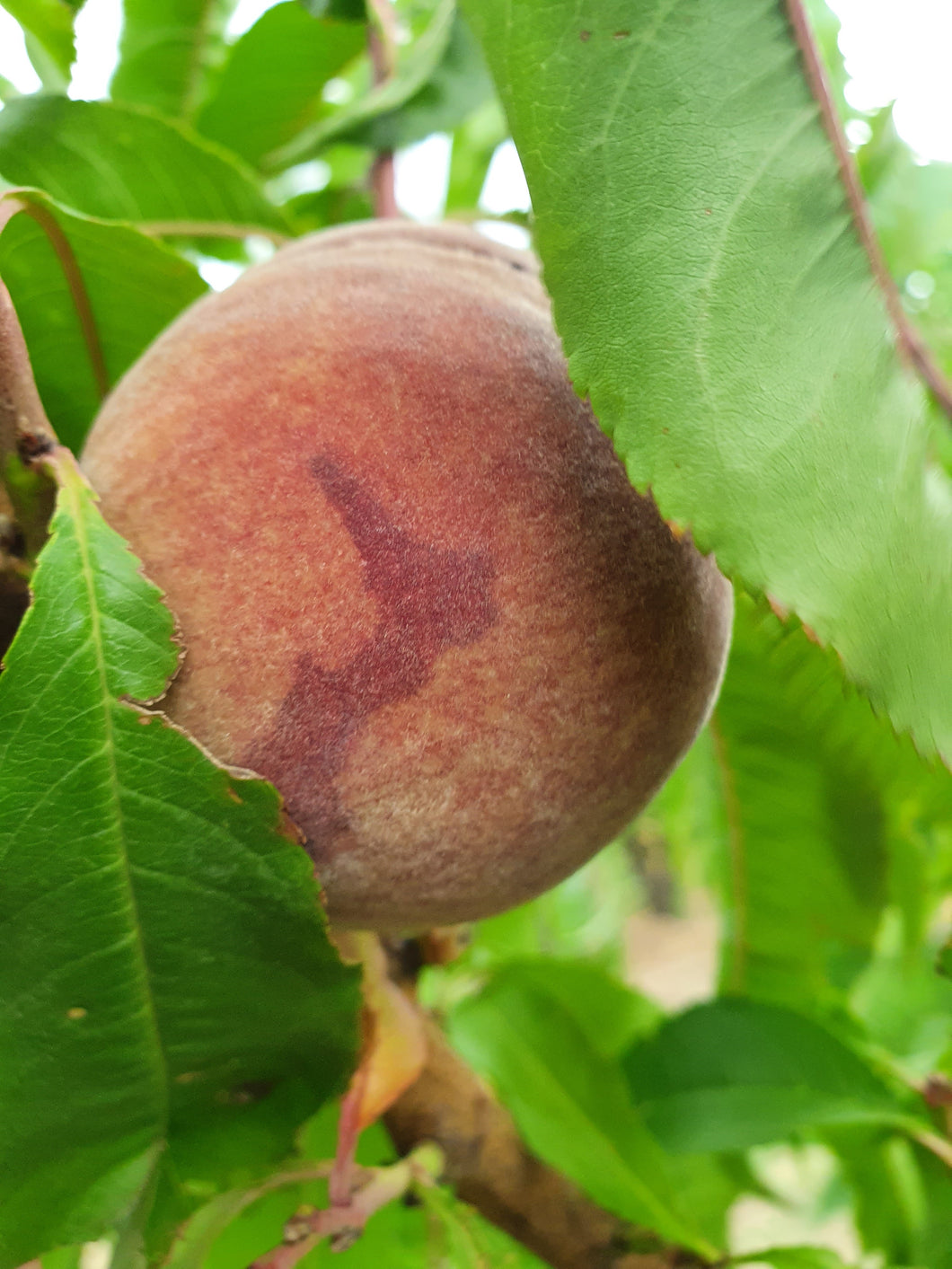 Fresh Central Otago Black Boy Peaches – 5kg box from Perriam Orchard, packed in natural wool insulation for delivery