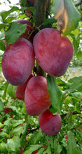 Load image into Gallery viewer, Louisa Plums - 5KG
